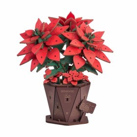  Poinsettia 